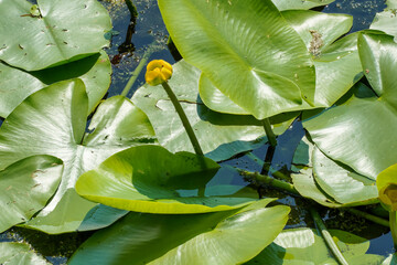 water lilies with  buds in the middle of the pond, 
A yellow flowering pond lily 