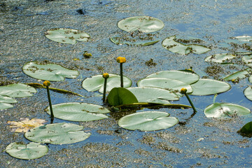 water lilies with  buds in the middle of the pond, 
A yellow flowering pond lily 