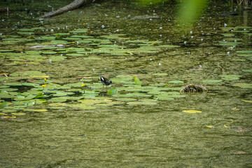 water lilies with  buds in the middle of the pond, 
A yellow flowering pond lily 