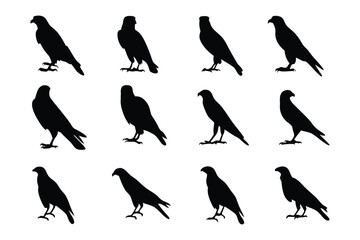 Silhouette of raptor: A striking series of dark silhouettes of raptors stands out, each captured in different poses, emphasizing power, grace, and the spirit of freedom