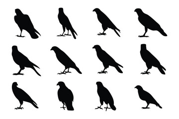 Avian Shadows: A grid of raptor silhouettes, captured in stark monochromatic detail, perfect for illustrating flight, freedom, and the raw power of nature.