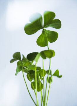 Fototapeta clover   leaf   heart shape plant bunch green hope love good luck  happiness symbolic  nature