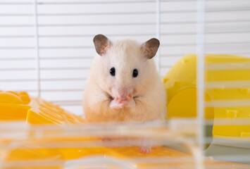 Syrian hamster in his cage care pet cozy home for hamster postcard