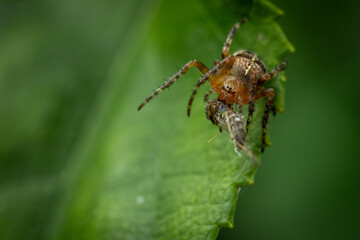 A detailed close-up of a brown spider eating an insect, with a green and white blurred natural background.