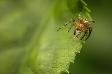 A detailed close-up of a brown spider eating an insect, with a green and white blurred natural...