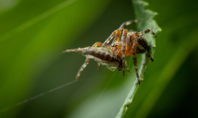 A detailed close-up of a brown spider eating an insect, with a green and white blurred natural background.