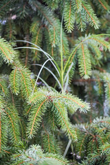 Beautiful branches of coniferous tree, closeup view 