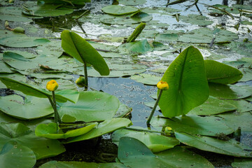 water lilies with  buds in the middle of the pond, 
A yellow flowering pond lily 