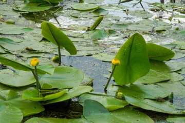 water lilies with  buds in the middle of the pond, 
A yellow flowering pond lily 