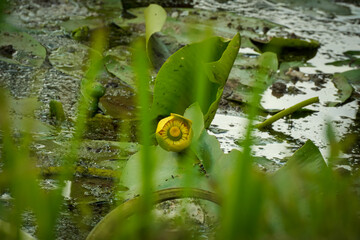 water lilies with  buds in the middle of the pond, 
A yellow flowering pond lily 