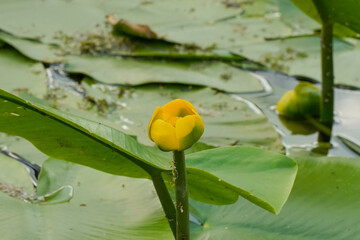 water lilies with  buds in the middle of the pond, 
A yellow flowering pond lily 