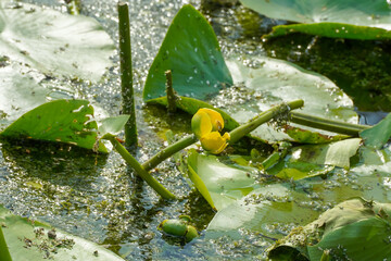 water lilies with  buds in the middle of the pond, 
A yellow flowering pond lily 