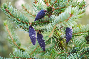 Fir tree branch with spruce cones. Purple pine cones on evergreen branches . Selective focus 