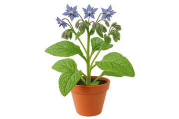Fototapeta premium Verdant foliage and azure blossoms nestled in terracotta planter, highlighting botanical elegance against clean background