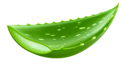 Aloe vera leaf isolated on a transparent background. Thick green fleshy texture with natural shine and jagged edges. Belongs to the Xanthorrhoeaceae plant family. PNG format