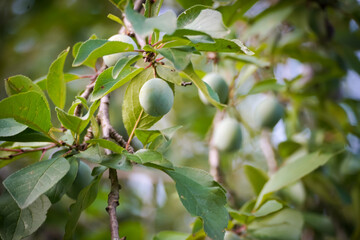 green plum on the tree, unripe plum.