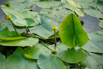 water lilies with  buds in the middle of the pond, 
A yellow flowering pond lily 