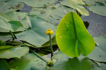 water lilies with  buds in the middle of the pond, 
A yellow flowering pond lily 