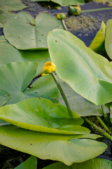 water lilies with  buds in the middle of the pond, 
A yellow flowering pond lily 
