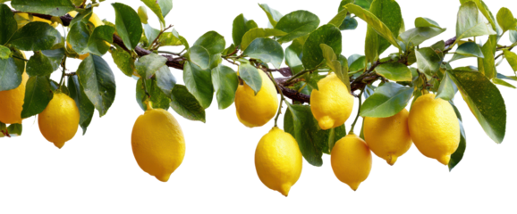 Fresh yellow lemons hanging from a branch. Transparent background