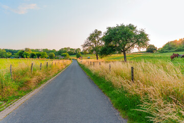 Peaceful Country Road in Rossdorf Germany Surrounded by Lush Greenery
