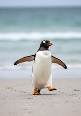 Naklejka premium King Penguin Aptenodytes patagonicus Chicks in Creche in the rain.a Gentoo penguin standing on a sandy beach, wings outstretched and one leg raised. penguin has a black head, white belly, 
