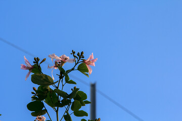 Blooming red flowers and white blossoms on a tree branch against a clear blue sky in spring