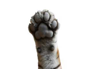 Tiger paw raised high isolated on a transparent background animal