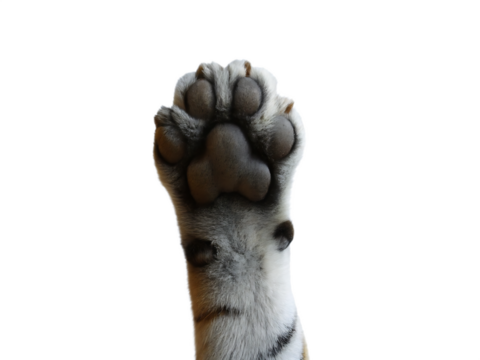 Tiger paw raised high isolated on a transparent background white grey