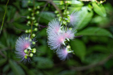 一晩だけ咲く奇跡の花（サガリバナ）