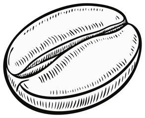 Hand drawn coffee bean illustration in a vintage engraving line art style