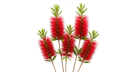 Arrangement of red bottlebrush flowers isolated on transparent background