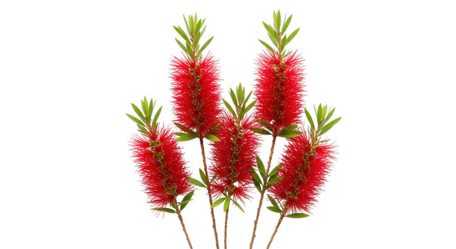 Arrangement of red bottlebrush flowers isolated on transparent background