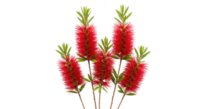 Arrangement of red bottlebrush flowers isolated on transparent background