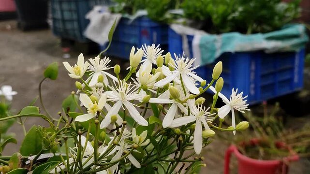 white jasmine flower in a garden. white flower video. Jasmine best flower video.