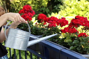Watering geranium flowers on a balcony garden. Woman take care about plants. © Aygul Bulté