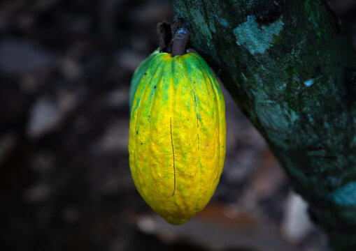 Yellow cocoa pod on the tree, R&eacute;gion des Lacs, Yamoussoukro, Ivory Coast