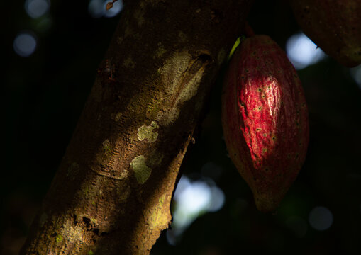 Red cocoa pod on the tree, R&eacute;gion des Lacs, Yamoussoukro, Ivory Coast