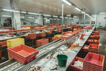 Fish trimming process line room in fish can manufactory, Sea food factory plant in Southeast Asian