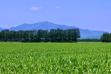 トウモロコシ畑・北の大地（北海道・帯広市）