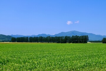 トウモロコシ畑・北の大地（北海道・帯広市）