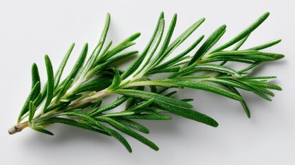 Fototapeta premium Fresh rosemary sprig showcasing vibrant green leaves, perfect for culinary use and herbal remedies.