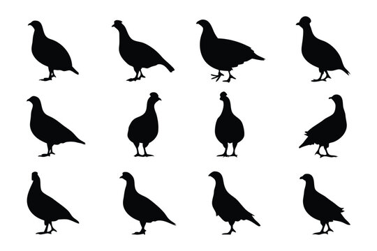 Silhouette of Grouse Posing: A minimalist collection of silhouette featuring various poses of grouse birds. Emphasizing the elegance and details of avian forms, crafted with artistic flair. 
