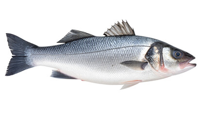 Obraz premium Fresh raw sea bass fish isolated on a transparent background. High-resolution, realistic texture showing the silvery scales, fins, and eyes.