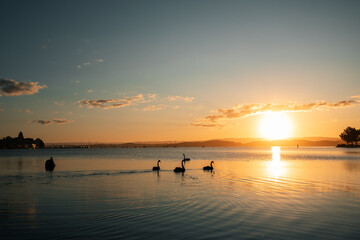 A tranquil evening at Lake Macquarie at sunset with family of swans