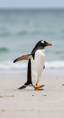 Naklejka premium wings outstretched and one leg raised. penguin has a black head, white belly,King Penguin Aptenodytes patagonicus Chicks in Creche in the rain.a Gentoo penguin standing on a sandy beach 