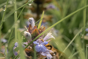 Zwischen Grashalmen mit funkelnden Tautropfen entdeckt man hier das zarte Leben. Eine kleine Blüte...