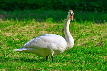 white swan in the park