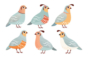 Quail illustrations : A charming array of illustrations showcasing quail birds in various poses, their feathers showcasing diverse colors.
