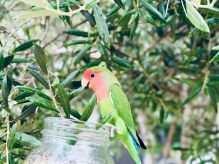 Playful Agapornis Exploring and Biting Olive Leaf – Close-Up Bird Behavior.